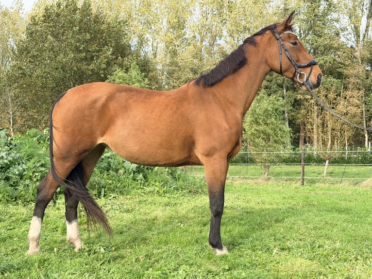 KWPN Yegua 10 años 170 cm Castaño in Noordbroek