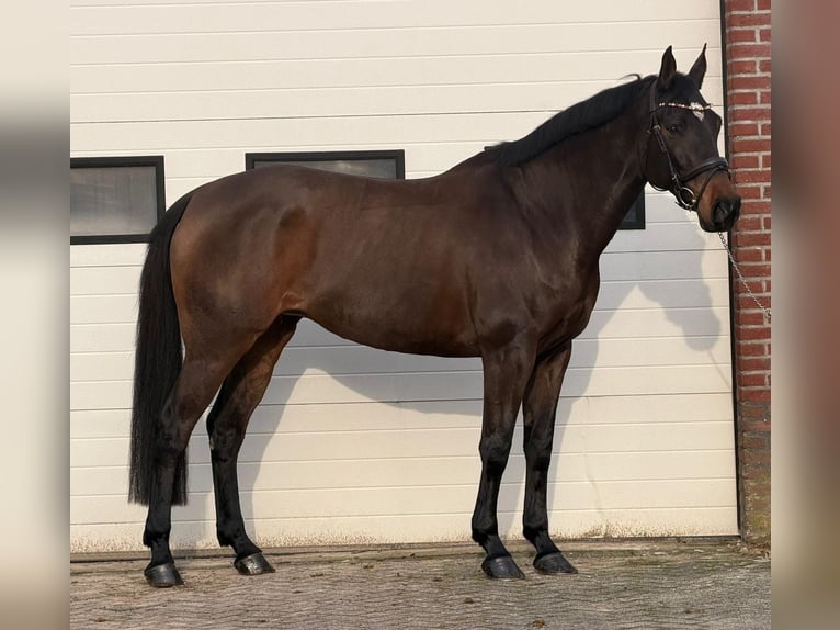 KWPN Yegua 10 años 171 cm Castaño in Someren