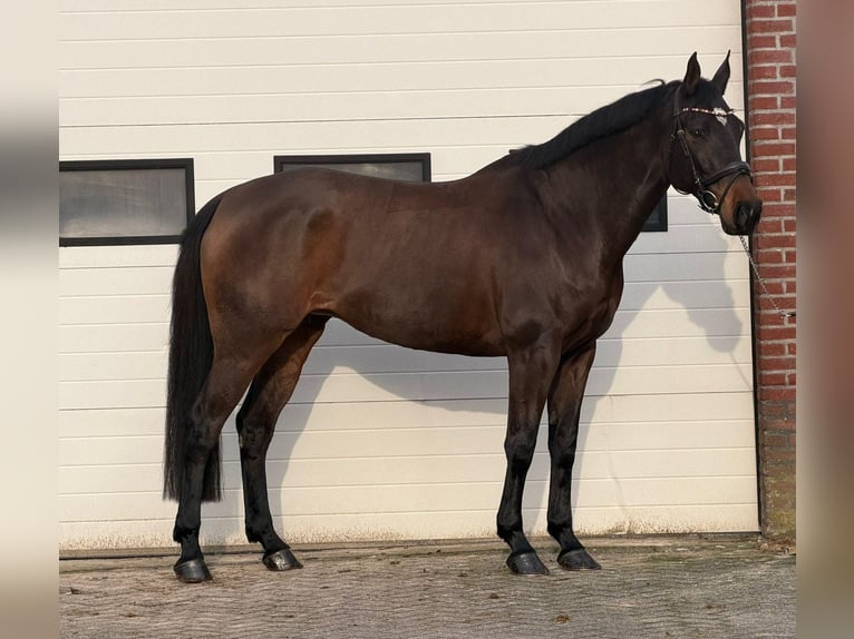 KWPN Yegua 10 años 171 cm Castaño in Someren