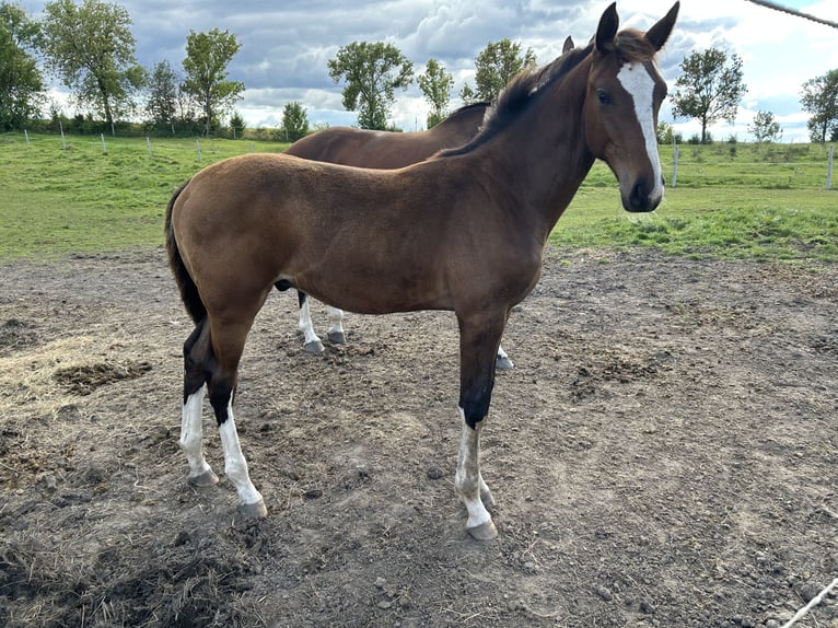 KWPN Yegua 10 años 171 cm Castaño in Gdańsk