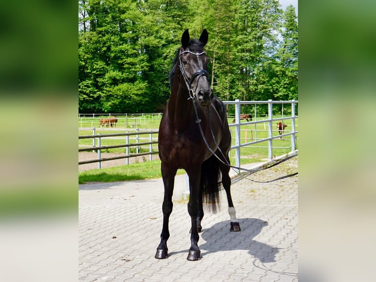 KWPN Yegua 10 años 174 cm Negro in Leipzig