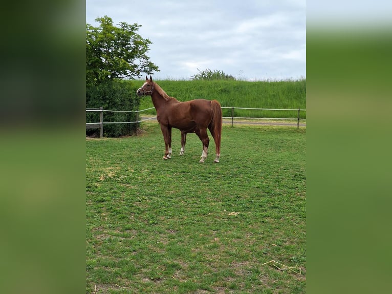 KWPN Yegua 10 años 175 cm Alazán in Sint-Maartensdijk
