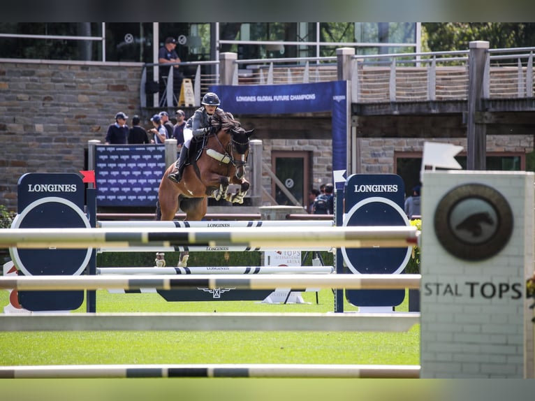 KWPN Yegua 10 años Castaño claro in Osnabrück