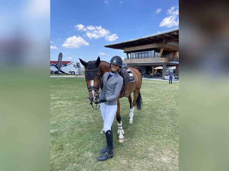 KWPN Yegua 10 años Castaño claro in Osnabrück