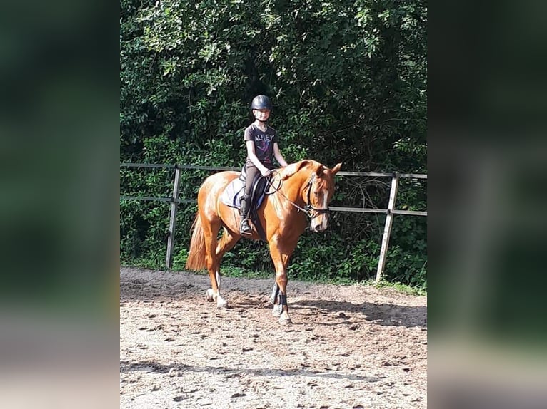 KWPN Yegua 11 años 157 cm Alazán in de Lutte