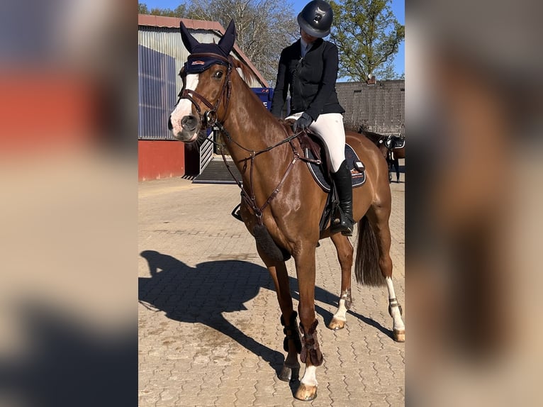 KWPN Yegua 11 años 163 cm Alazán in Husum