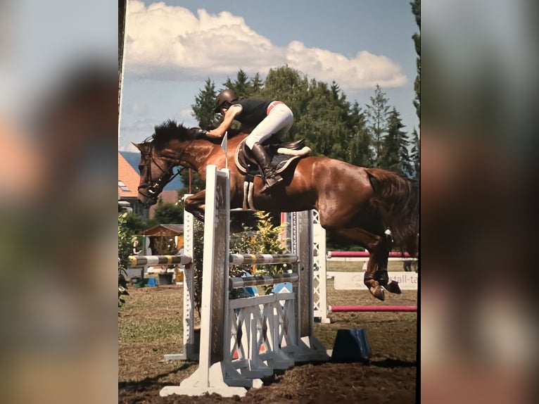 KWPN Yegua 11 años 163 cm Alazán-tostado in Belp