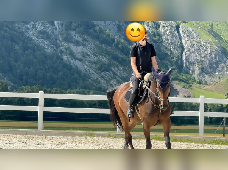 KWPN Yegua 11 años 164 cm in Chur