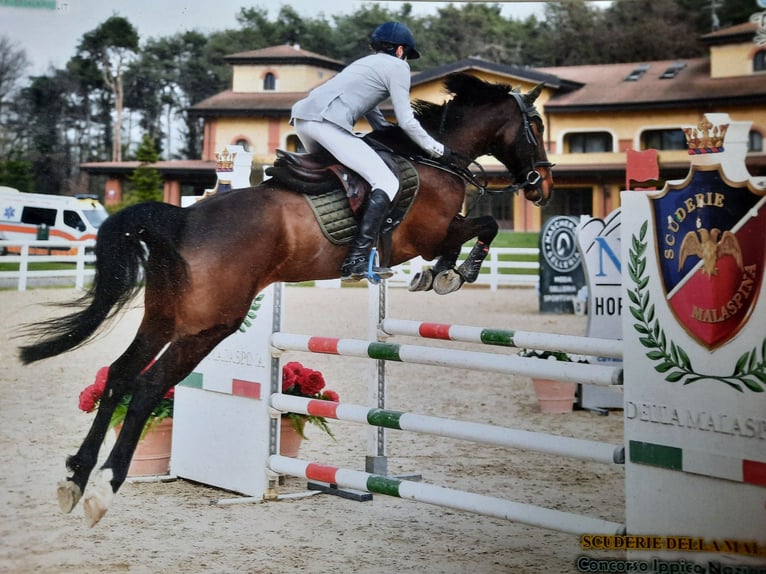 KWPN Yegua 11 años 165 cm Castaño oscuro in Peschiera Borromeo