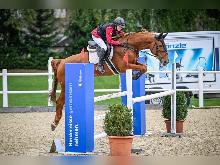 KWPN Yegua 11 años 167 cm Alazán in Altstätten SG