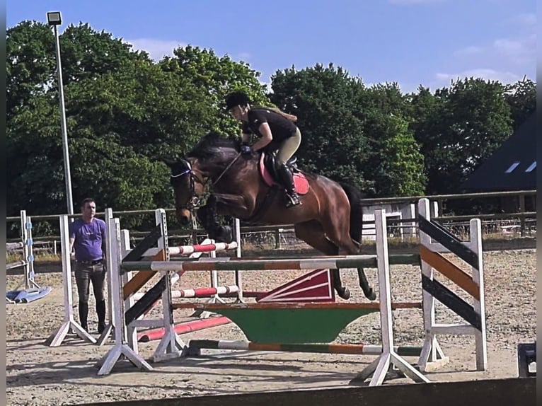 KWPN Yegua 11 años 167 cm Castaño oscuro in R&#xF6;dinghausen