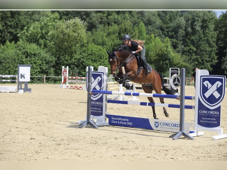 KWPN Yegua 11 años 167 cm Castaño oscuro in R&#xF6;dinghausen