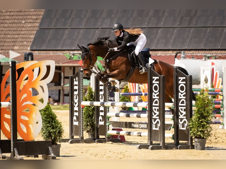 KWPN Yegua 11 años 167 cm Castaño oscuro in R&#xF6;dinghausen