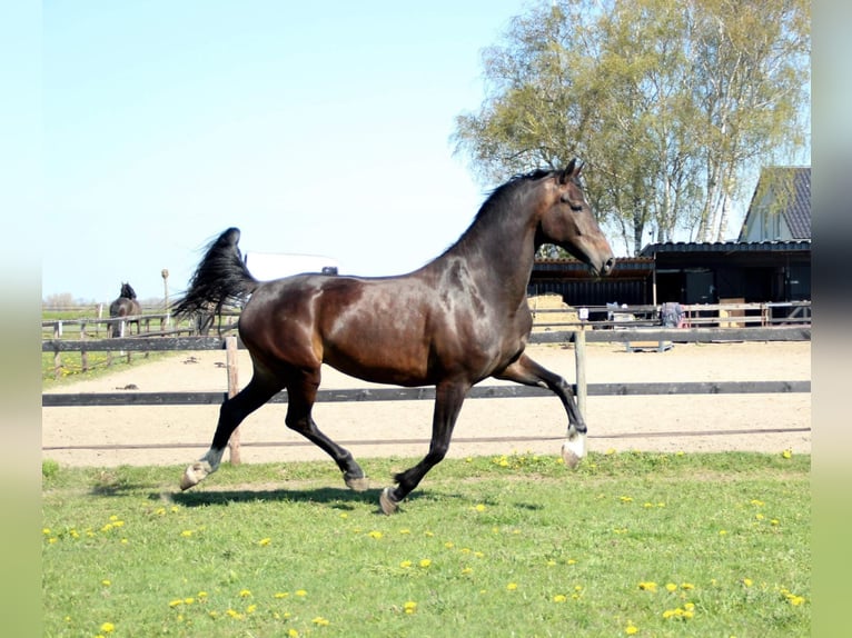 KWPN Yegua 11 años 167 cm Castaño oscuro in Oosterwolde Gld