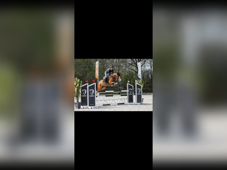 KWPN Yegua 11 años 168 cm Castaño in Hoofddorp