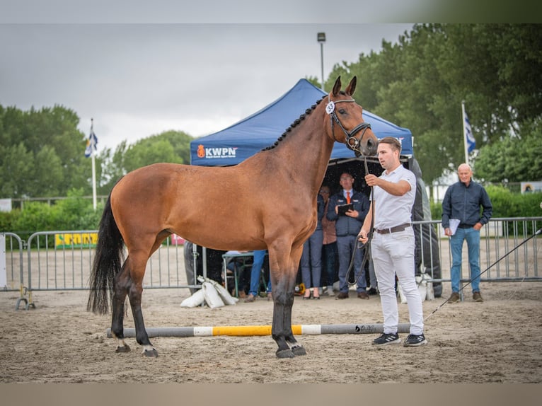 KWPN Yegua 11 años 169 cm Castaño in Hoogerheide