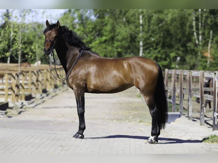 KWPN Yegua 11 años 169 cm Castaño rojizo in Otterlo