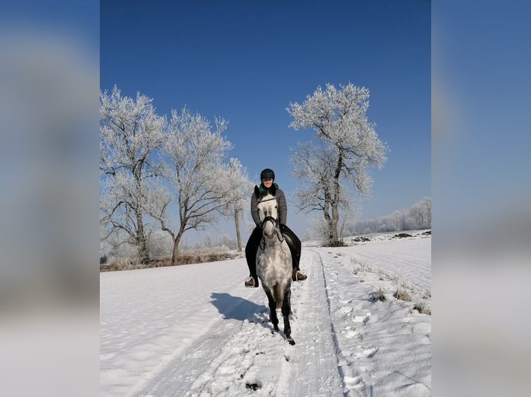 KWPN Yegua 11 años 170 cm Tordo rodado in Donaueschingen