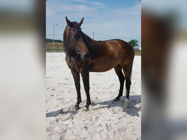 KWPN Yegua 11 años 172 cm Castaño oscuro in Onze-Lieve-Vrouw-Waver
