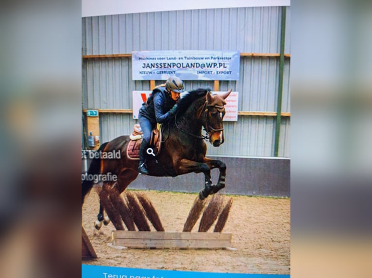 KWPN Yegua 12 años 164 cm Castaño oscuro in Niederkrüchten