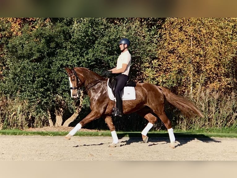 KWPN Yegua 12 años 167 cm Alazán in Bree