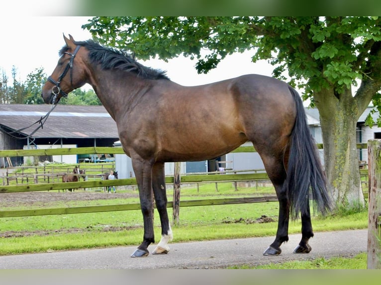 KWPN Yegua 12 años 169 cm Castaño oscuro in K&#xF6;nigswinter