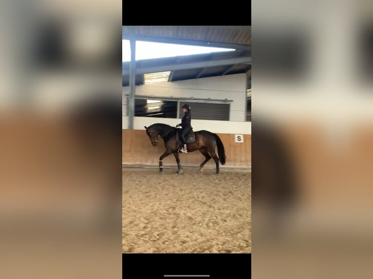 KWPN Yegua 12 años 169 cm Castaño oscuro in K&#xF6;nigswinter