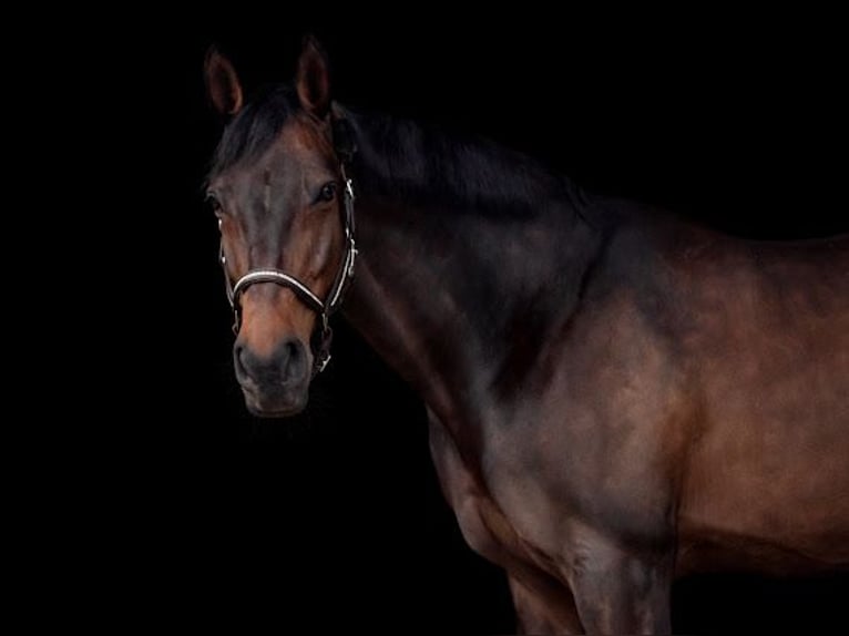 KWPN Yegua 12 años 172 cm Castaño oscuro in Arnsberg