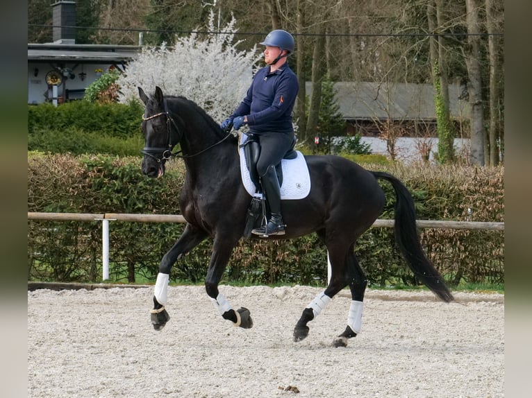 KWPN Yegua 12 años 175 cm Negro in Neustadt (Wied)