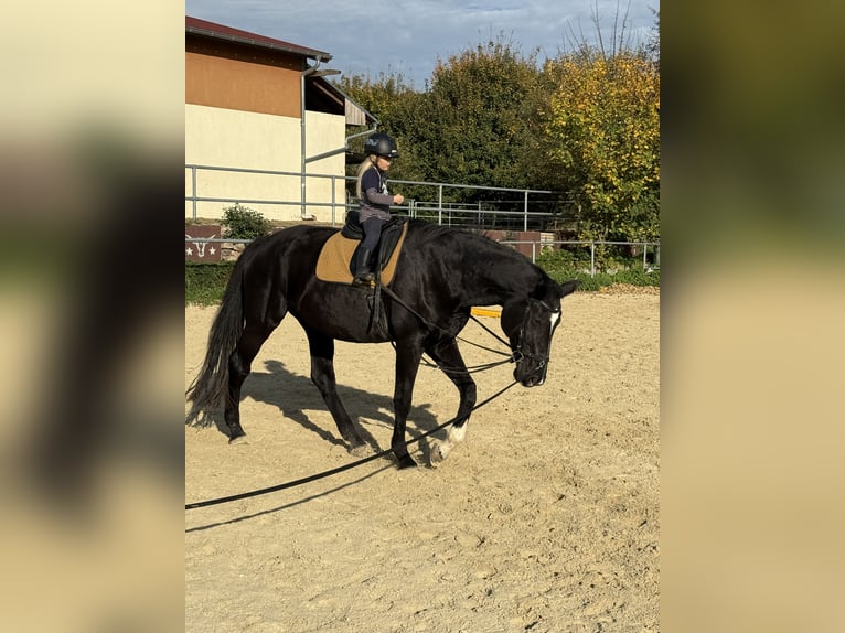 KWPN Yegua 12 años 180 cm Morcillo in Hofheim am Taunus