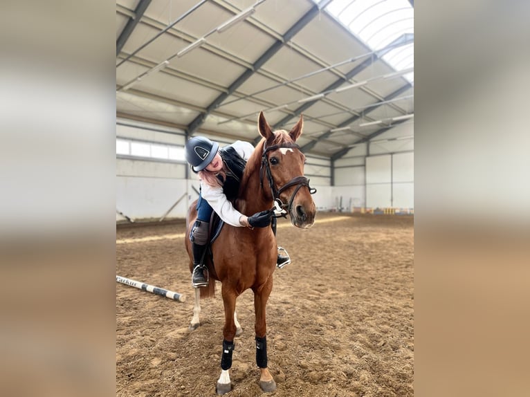 KWPN Yegua 13 años 160 cm Alazán in Radziejów