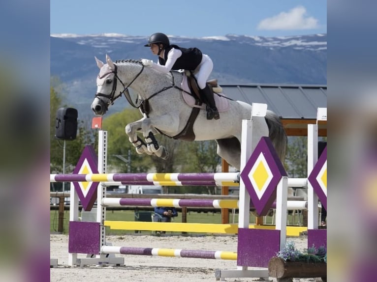 KWPN Yegua 13 años 165 cm Tordo in Cornellà del Terri