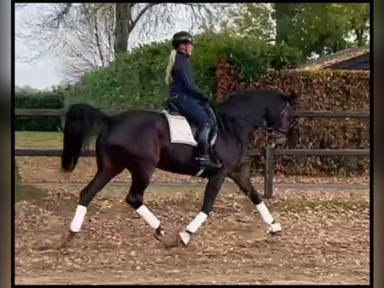 KWPN Yegua 13 años 168 cm Morcillo in Walldorf