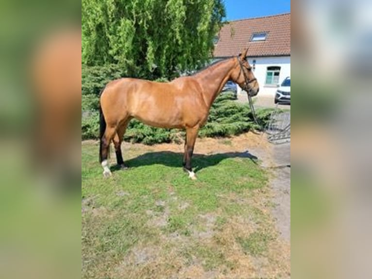 KWPN Yegua 13 años 174 cm Castaño in De Panne