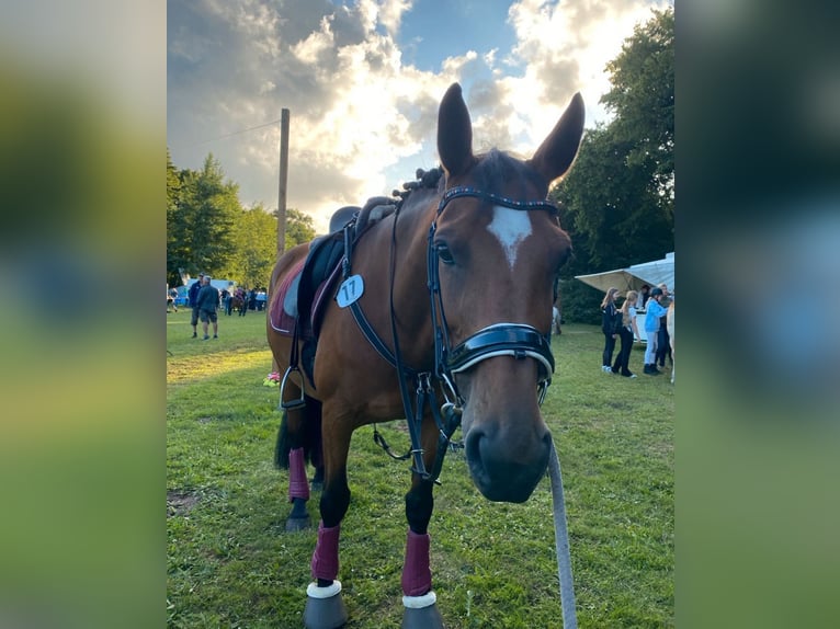 KWPN Yegua 14 años 164 cm Alazán in Sch&#xFC;lp bei Rendsburg