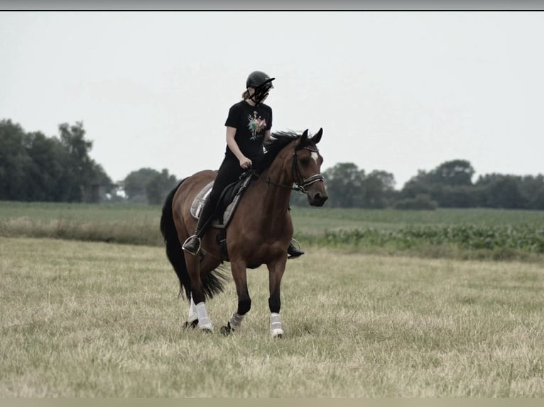 KWPN Yegua 14 años 164 cm Alazán in Sch&#xFC;lp bei Rendsburg
