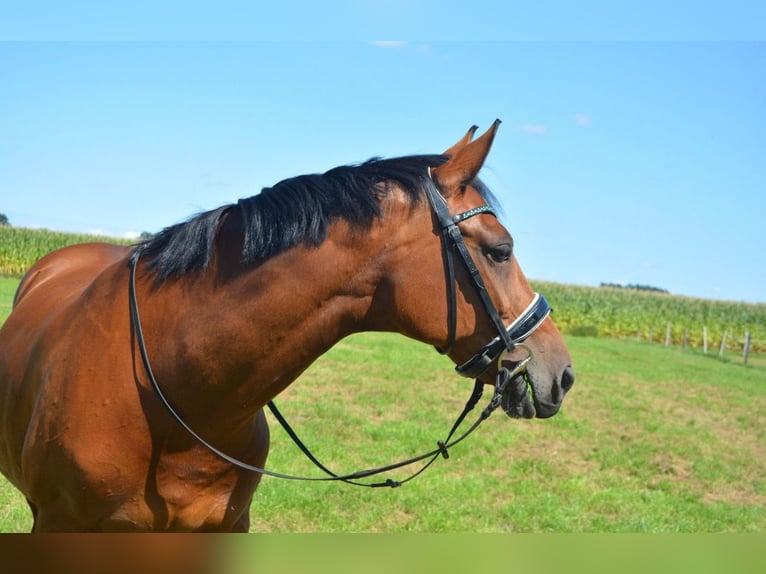 KWPN Yegua 14 años 164 cm Alazán in Sch&#xFC;lp bei Rendsburg
