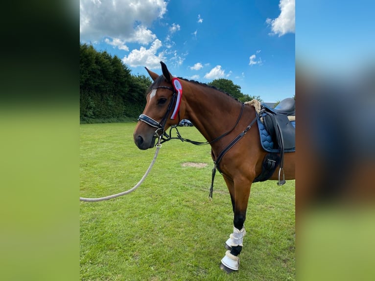 KWPN Yegua 14 años 164 cm Alazán in Sch&#xFC;lp bei Rendsburg
