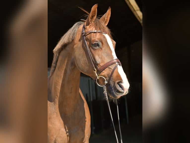 KWPN Yegua 14 años 165 cm Alazán-tostado in Geilenkirchen