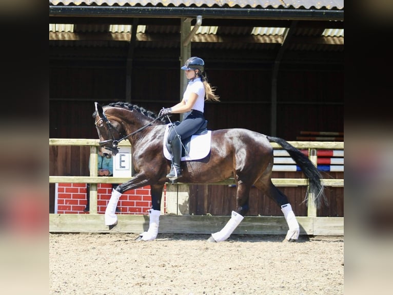 KWPN Yegua 14 años 166 cm Castaño oscuro in Heemskerk