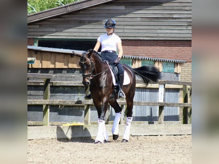 KWPN Yegua 14 años 166 cm Castaño oscuro in Heemskerk