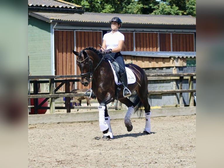 KWPN Yegua 14 años 166 cm Castaño oscuro in Heemskerk