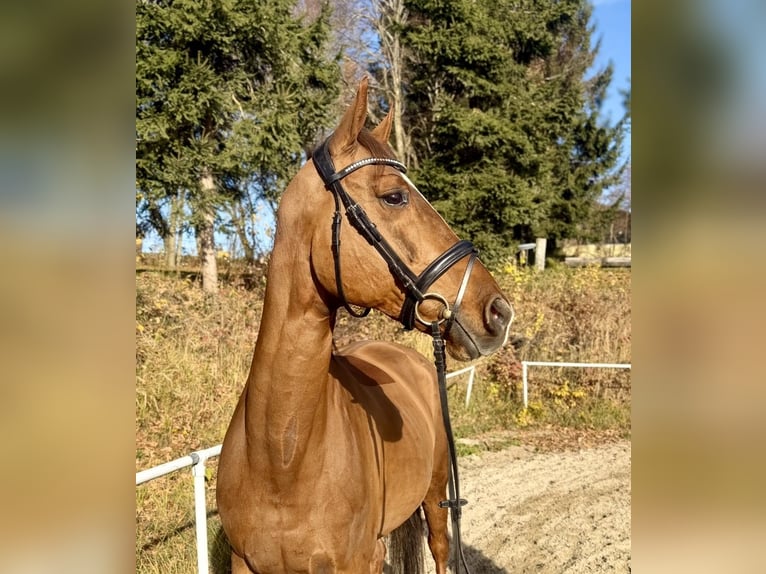 KWPN Yegua 14 años 167 cm Alazán in Pelmberg