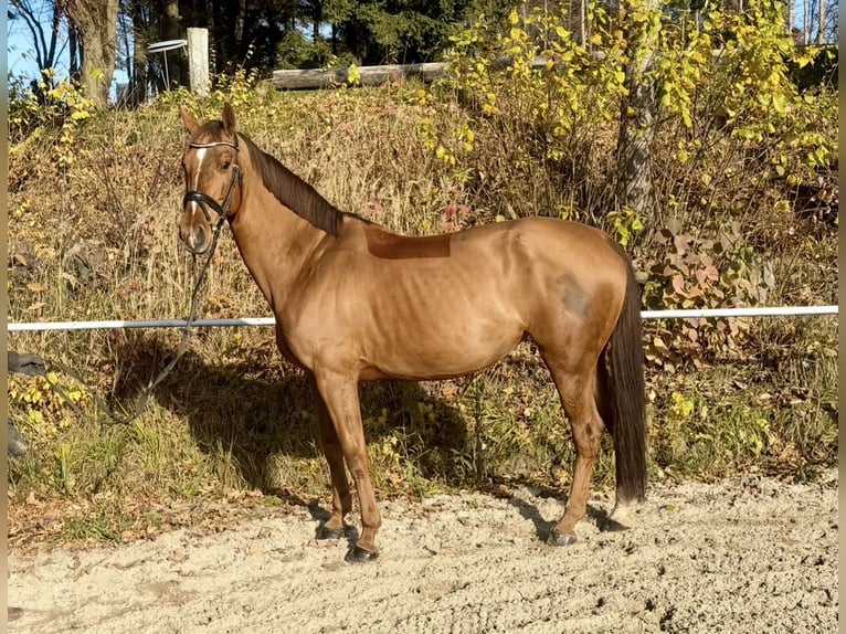 KWPN Yegua 14 años 167 cm Alazán in Pelmberg