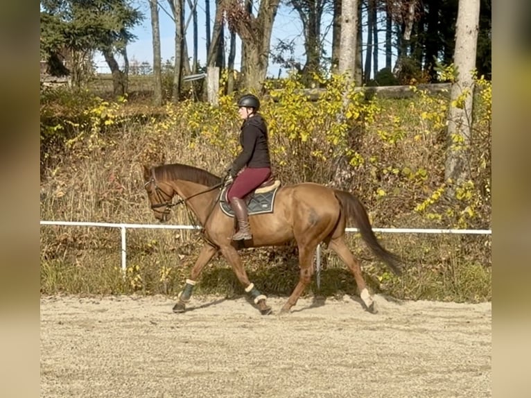 KWPN Yegua 14 años 167 cm Alazán in Pelmberg