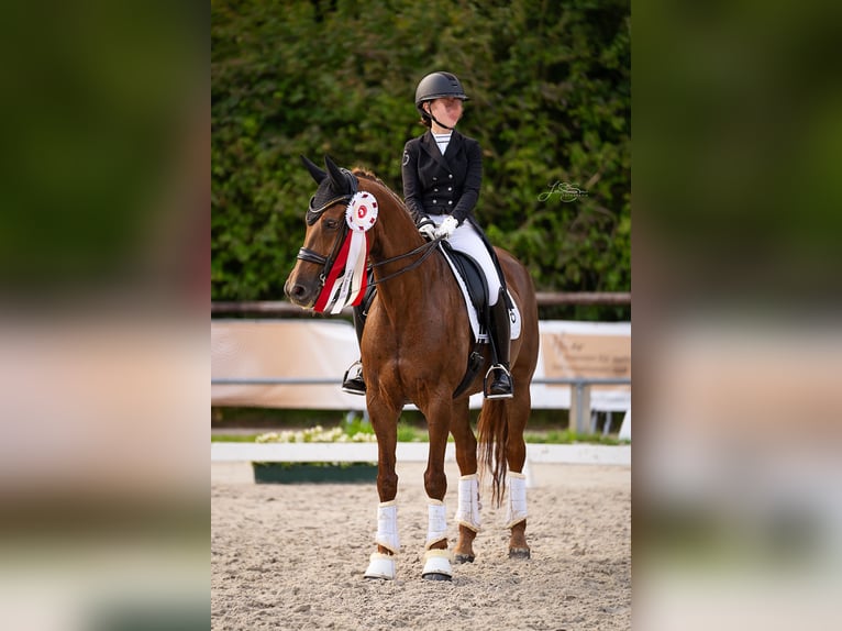 KWPN Yegua 14 años 168 cm Alazán in Alsdorf
