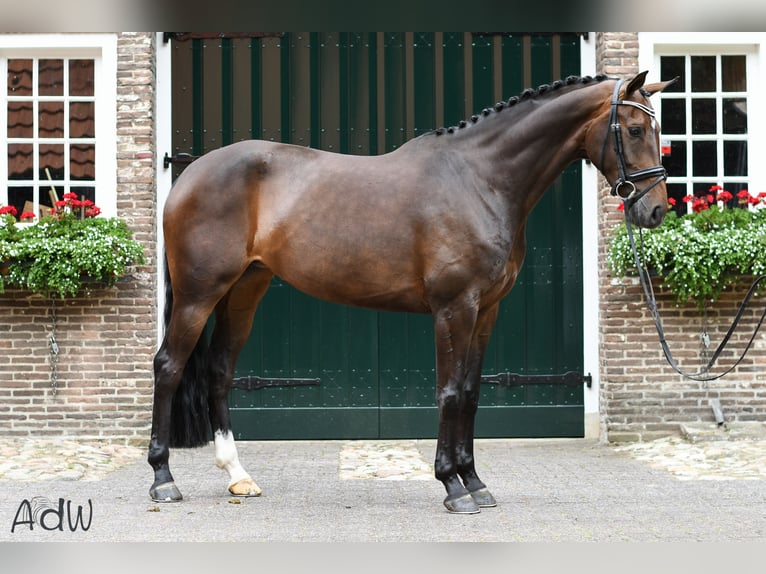 KWPN Yegua 14 años 168 cm Castaño in Dalfsen