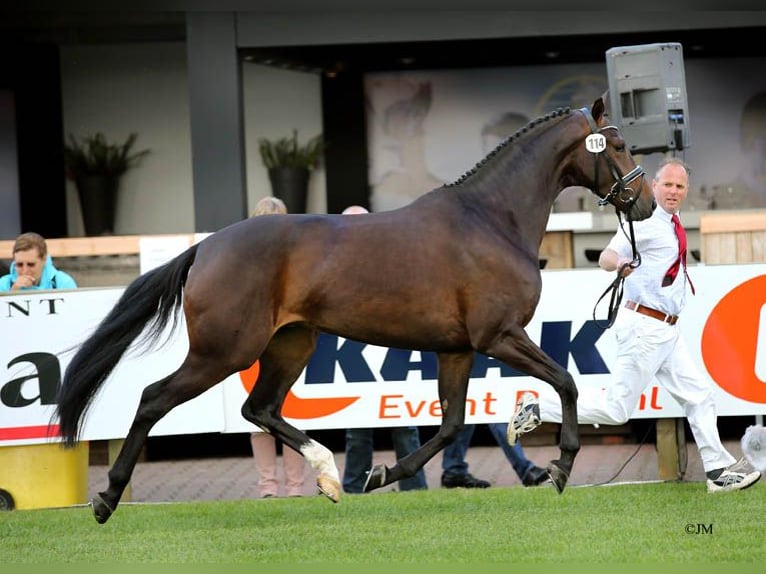 KWPN Yegua 14 años 168 cm Castaño in Dalfsen