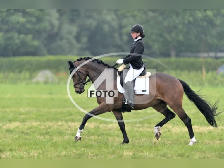 KWPN Yegua 14 años 168 cm Castaño oscuro in Zeeland