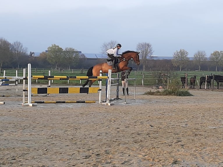 KWPN Yegua 14 años 170 cm Castaño in Rheurdt